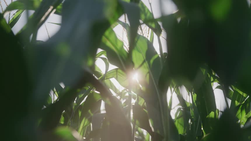 A cornfield is filled with germinating corn stems and green leaves at midday