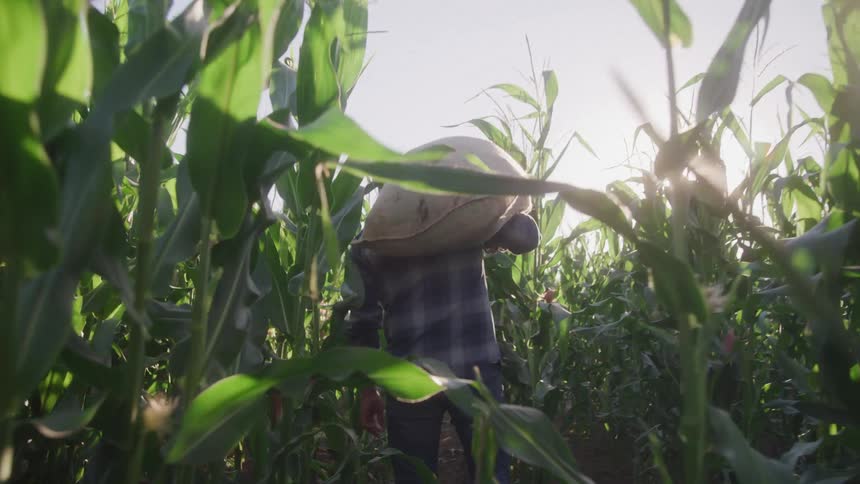 Man with a bag on his shoulder walking through a green cornfield