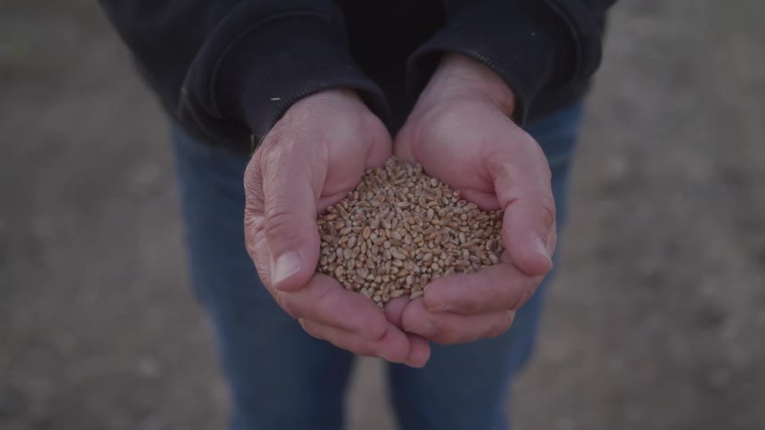 A pair of hands gently holds a handful of goldenbrown grains likely wheat or similar seeds against a blurred earthy background the focus is sharp on the texture and volume of the grains within the cupped palms