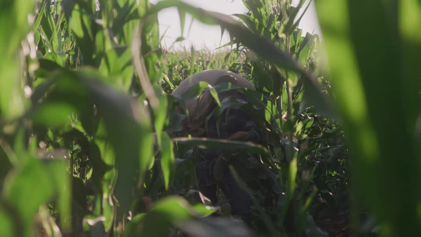 Man carrying a sack on his back in the middle of a corn field