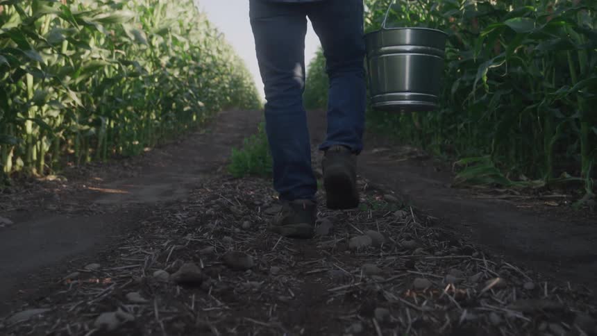 A person wearing blue jeans and work boots walks along a dirt path between rows of tall green cornstalks carrying a metal bucket at their side