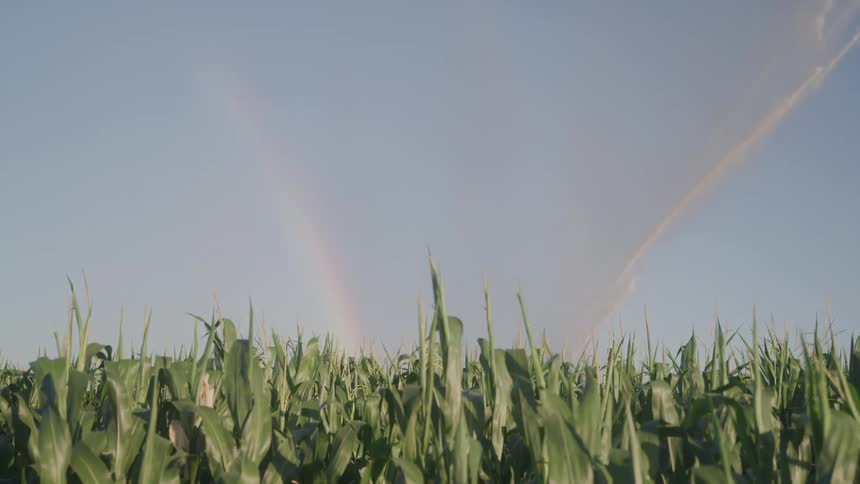 Jets of smoke fly up in a corn field
