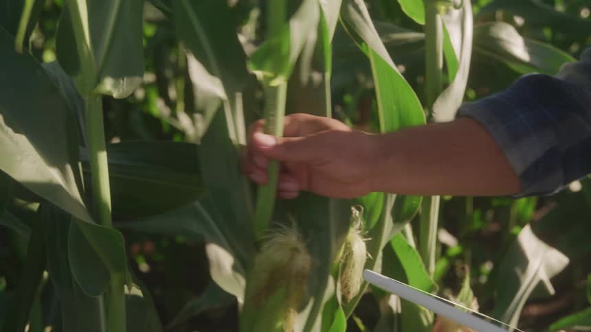 Person using a tablet to inspect crops in a cornfield