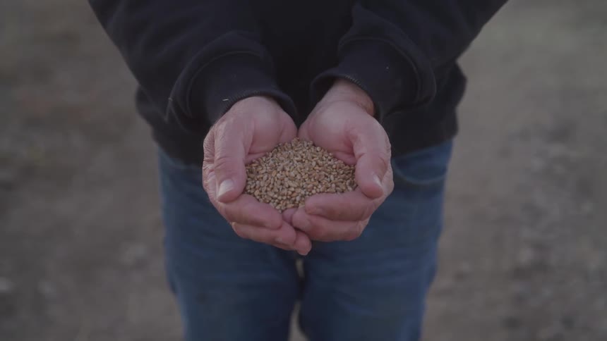 A person holds a pile of grains in cupped hands