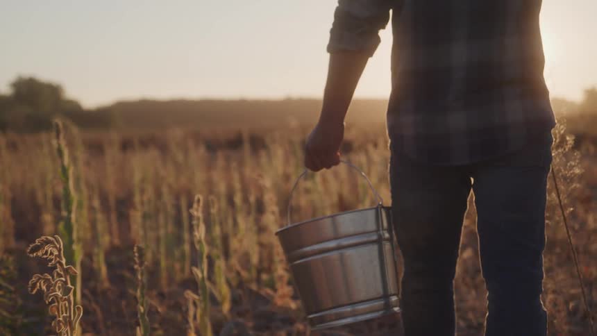 A male farmer carries a metal bucket while walking through a farm outdoors at sunset