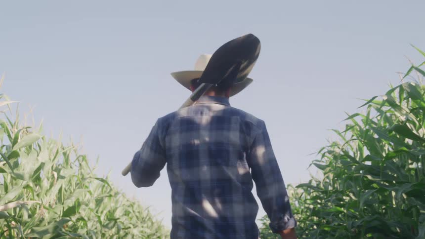 Farmer walking with a shovel on his shoulder and through a cornfield