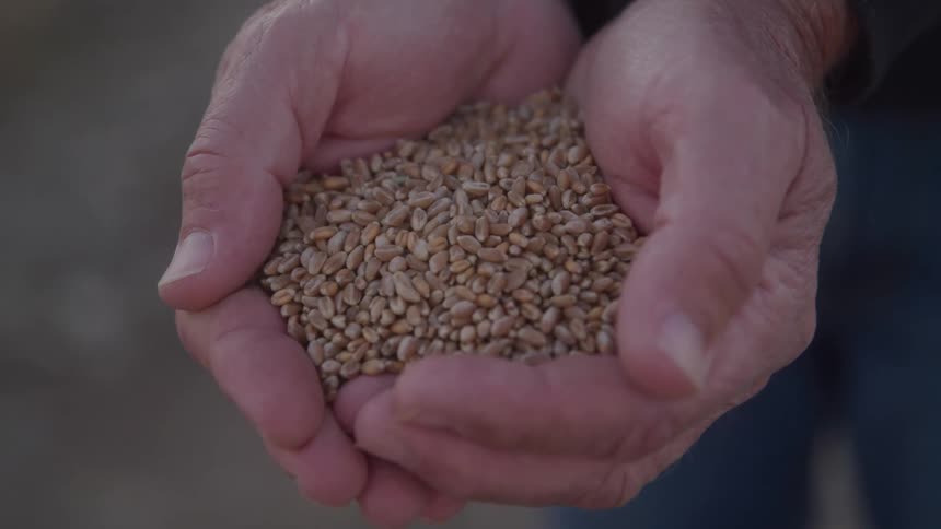 A pile of grain held between cupped hands