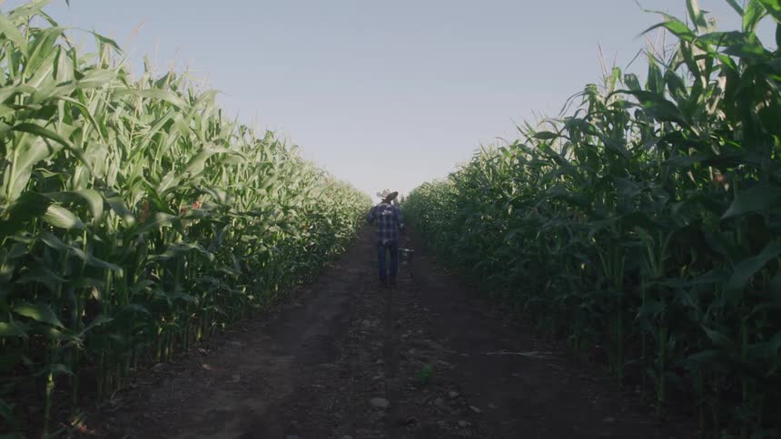 A person walks down a dirt path between tall rows of corn in a field