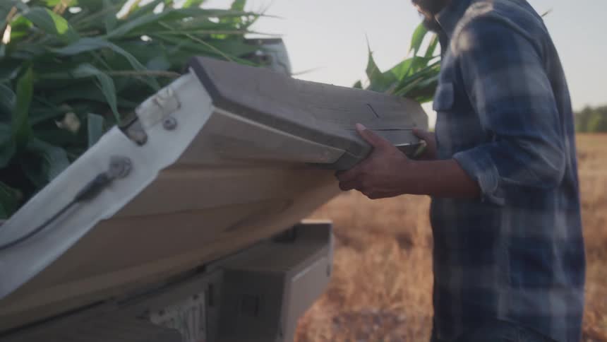 A farmer a man wearing a cowboy hat and a plaid shirt closes the tailgate of a pickup truck filled with freshly harvested green cornstalks in a field at sunset