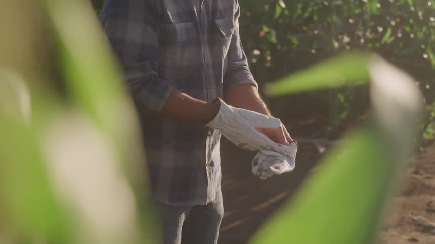 A male farmer removes his gloves while standing in a plantation during daytime