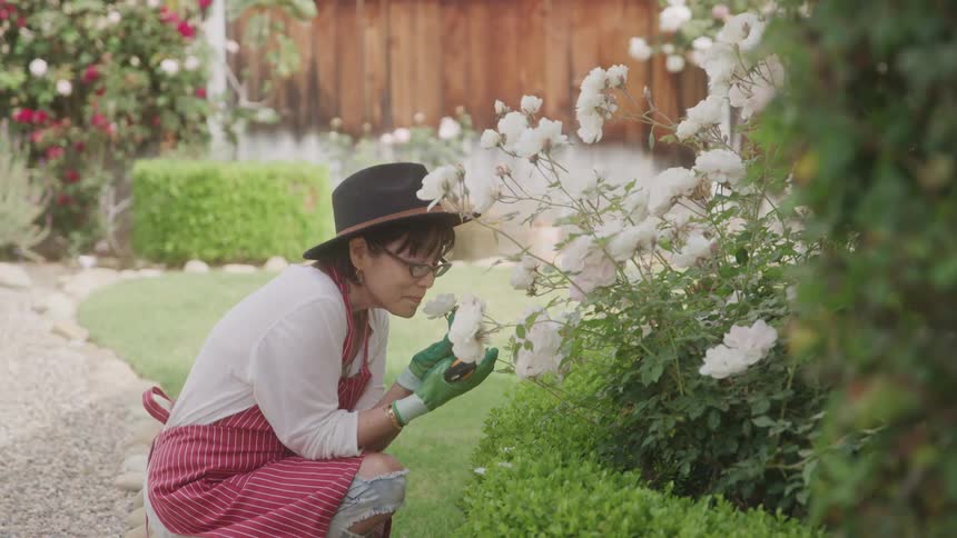 Female gardener in a sun hat and apron smelling white roses from her garden