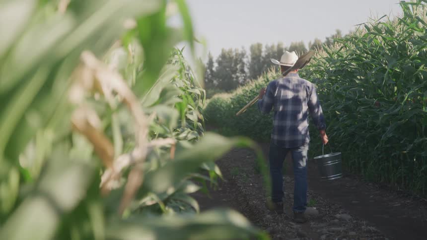 A man walks through a corn field with a pail and shovel in hand