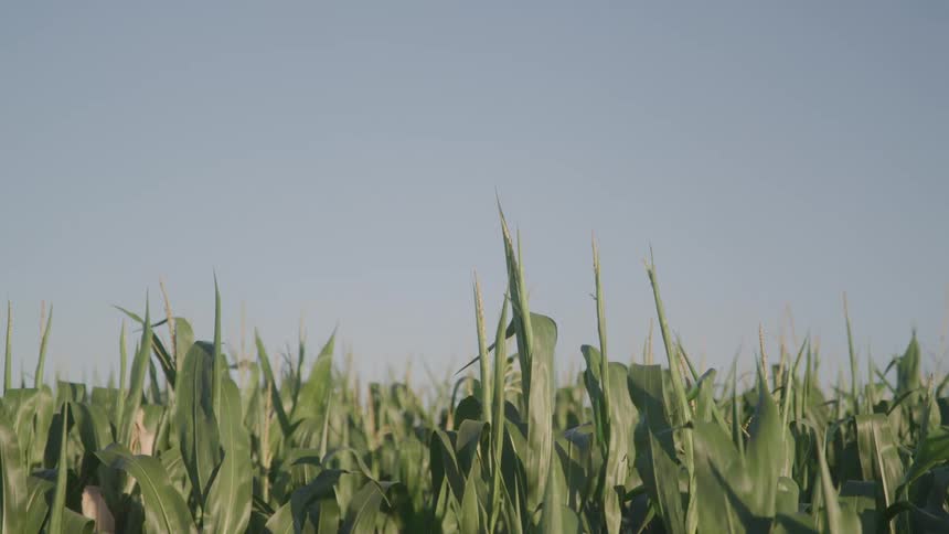 A field of tall green corn plants under a clear blue sky