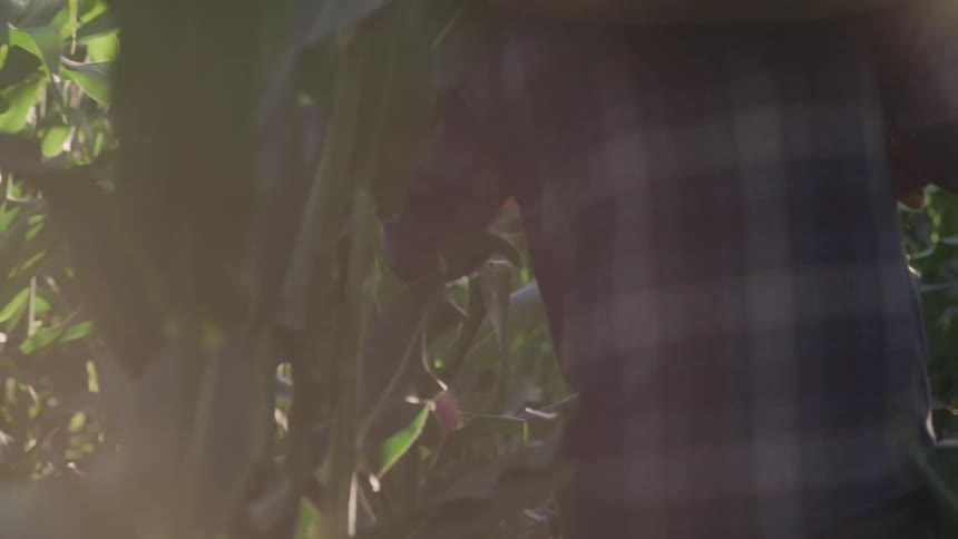 A farmer seen partially obscured by green corn stalks walks through a cornfield inspecting the crops under bright sunlight