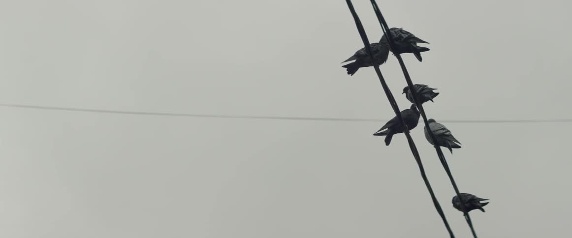 Birds are perched up on a power line