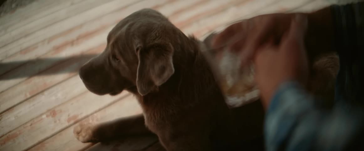 A brown labrador dog lies comfortably on a lightcolored wooden floor gently being petted by a person whose hand is visible in the frame the dog appears relaxed and content under the soothing touch