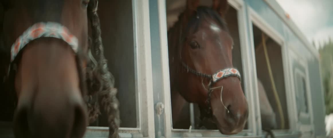The horses are on the trailer