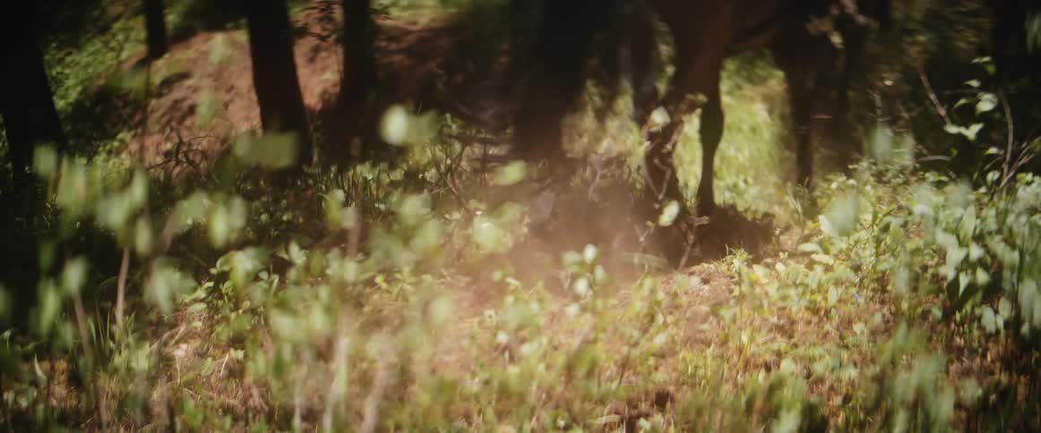 A dog chases two horses through deep weeds in the forest