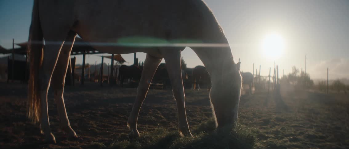 A horse grazing on grass inside a ranch at sunset