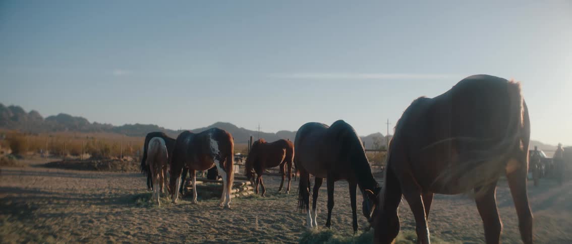 A group of horses graze in a dry fenced pasture at sunset with a line of hills in the background