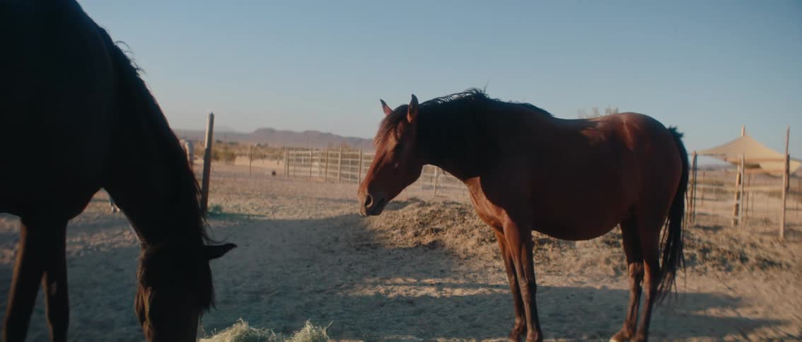Two horses one dark brown and one lighter brown stand in a dry fenced pasture with distant mountains and other horses under a clear sky