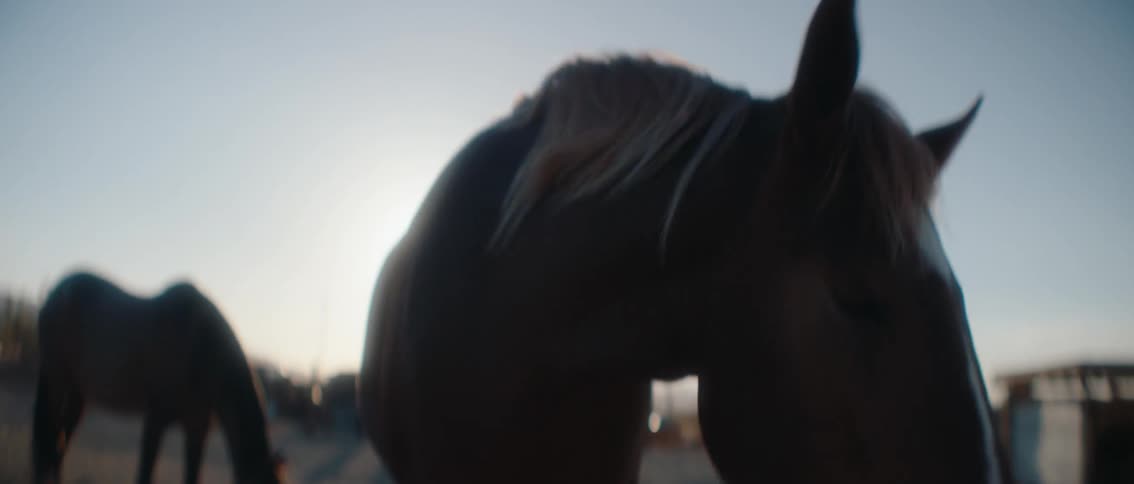 The horses move around on the ranch