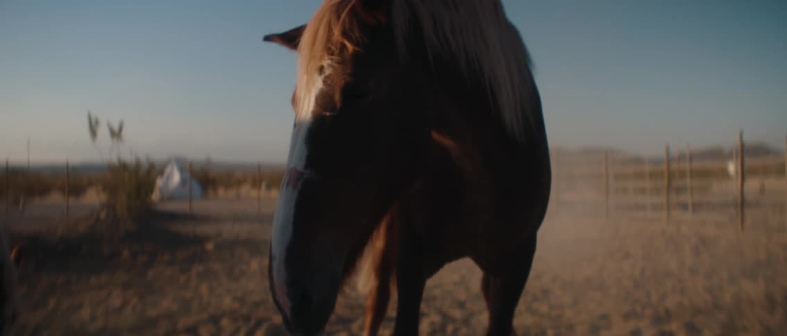 A majestic brown horse with a light brown mane stands prominently in a sunny open field the horse faces forward with a serene expression while other horses are visible in the background completing this idyllic scene