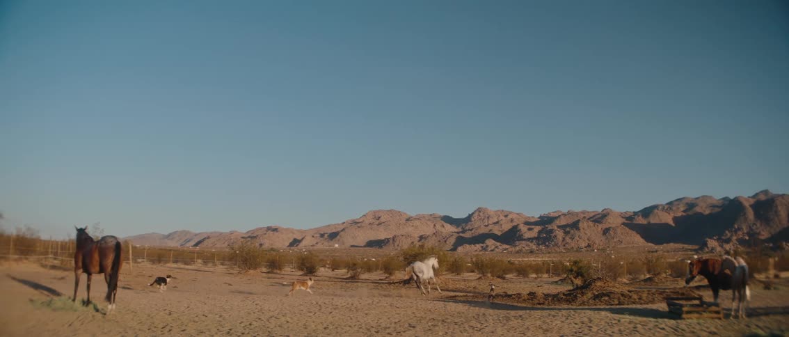 A desert ranch scene with two horses and two dogs moving freely in a dusty field against a backdrop of distant rugged mountains under a clear sky
