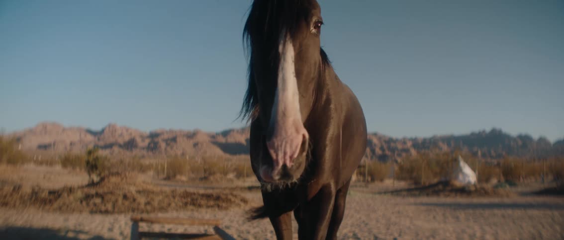 The horse is walking over the field