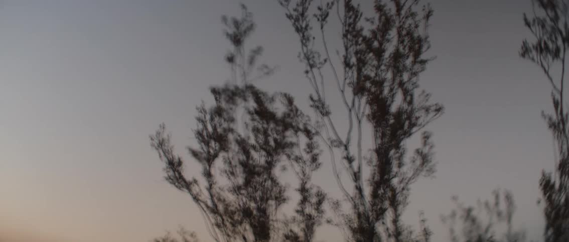 The video features blurred branches and leaves suggesting movement against a clear sky possibly from a moving vehicle the scene conveys a sense of speed and a natural environment passing by