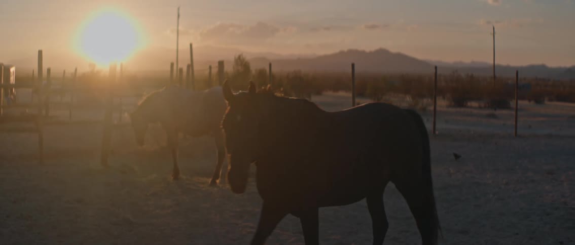 At sunset a white horse and a dark horse stand in an open dusty field with mountains in the background the warm light of the setting sun bathes the scene highlighting the horses silhouettes against the horizon