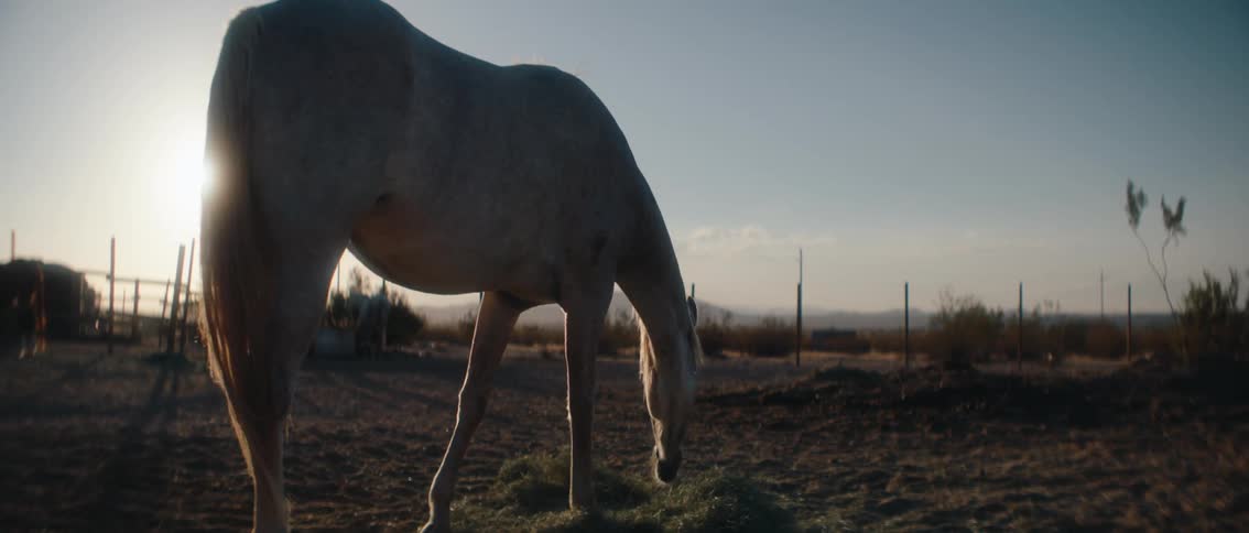 White horse in a pasture with the sun in the background