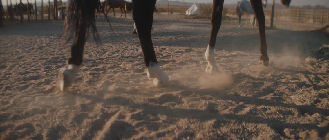 Horses walking in a ranch at midday with rail fencing surrounding the area