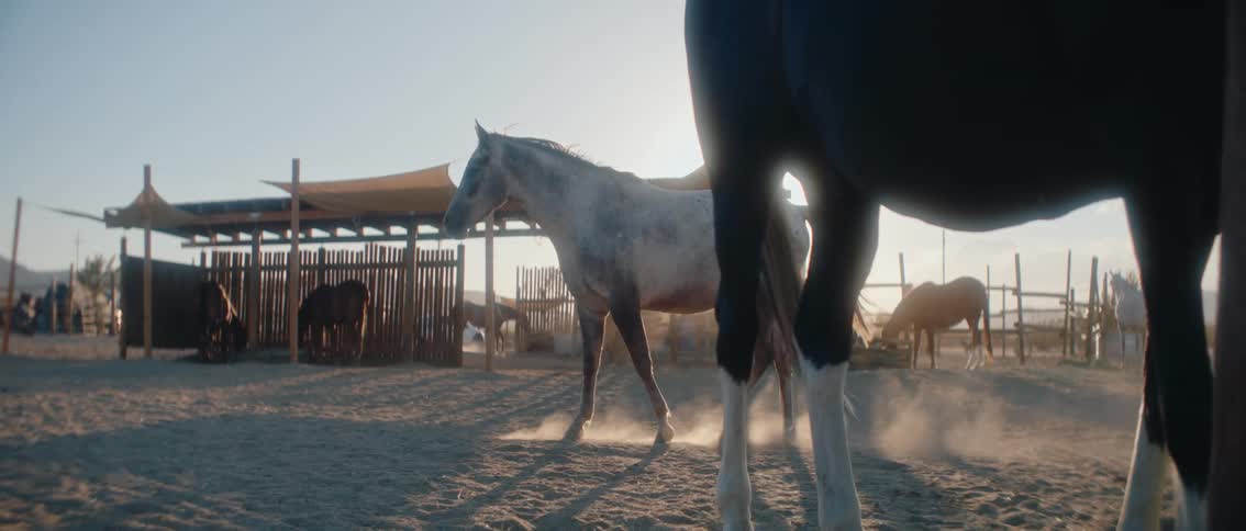 A dynamic lowangle shot from a horses perspective shows a white and brown spotted horse moving through a dusty corral its hooves kicking up clouds of dirt as it passes other horses and a fence line in the golden ligh