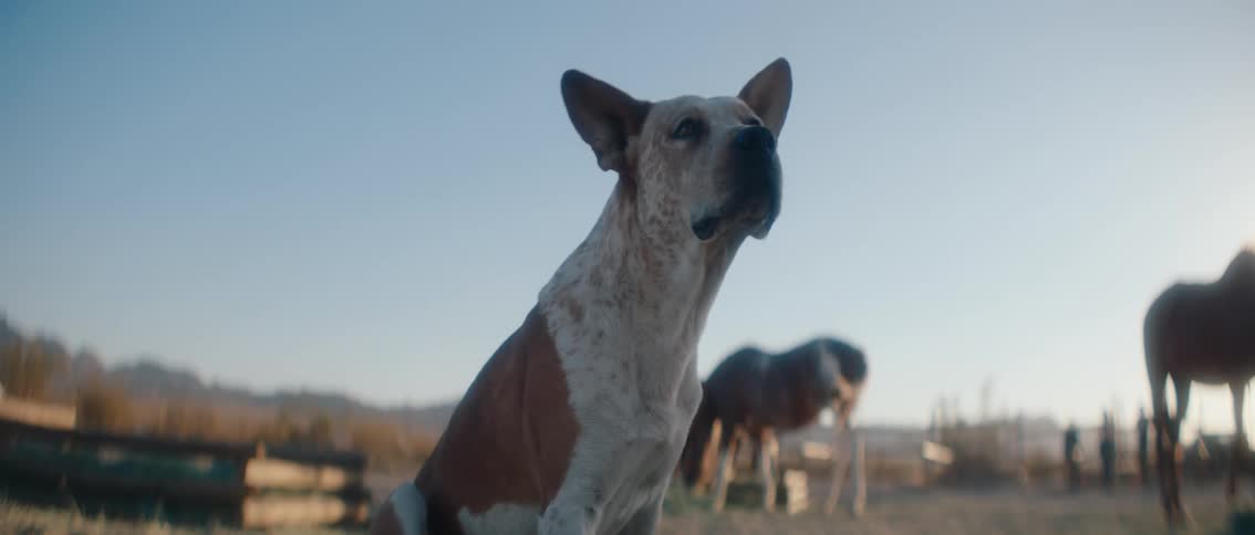 The dog is standing by the horses