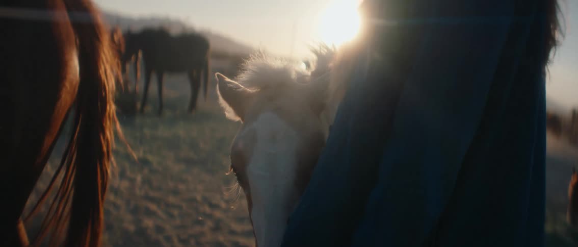 A soft sundrenched closeup shows a woman gently petting the head of a horse with a gentle sun flare and other horses in the blurred background