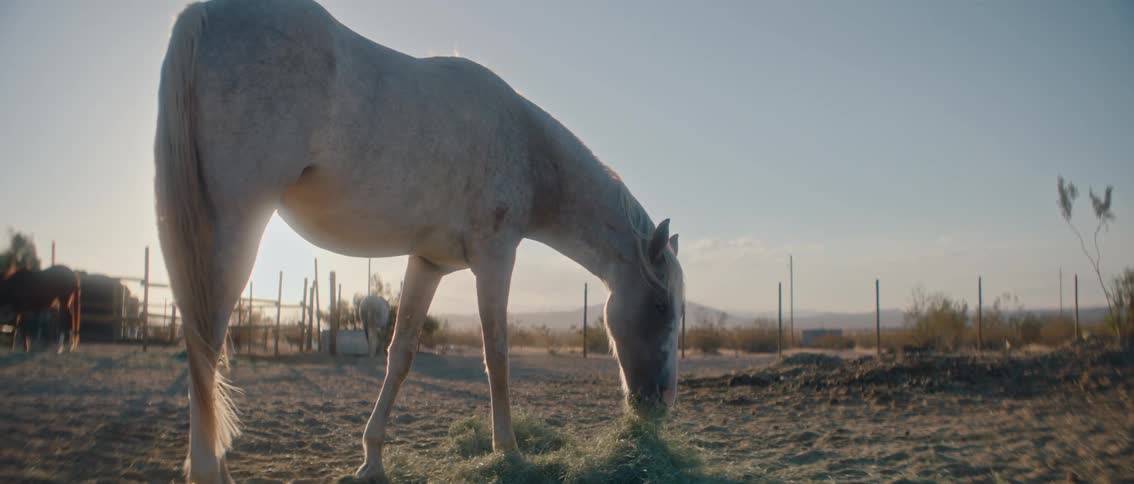 A large white horse gracefully grazes on a pile of hay in a sundrenched rustic outdoor corral with a soft golden light illuminating the scene