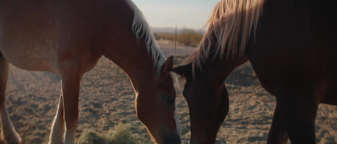Two horses stand sidebyside in a sundrenched rustic field their heads lowered and manes catching the golden light as they peacefully interact