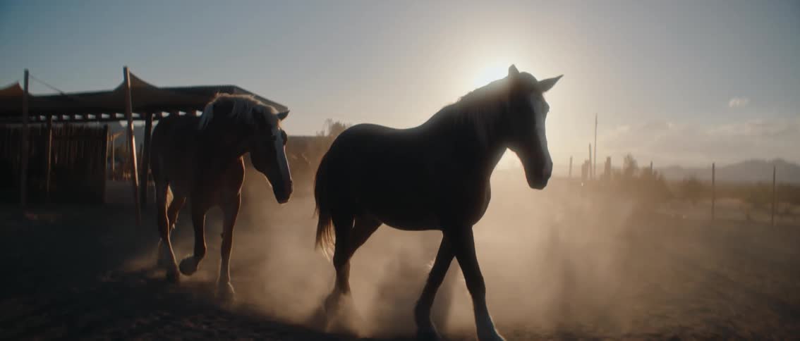 Two horses walk slowly towards the camera in a dusty corral their silhouettes backlit by a brilliant low sun
