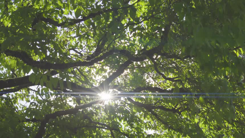 Upward view of trees with green leaves and the reflection of the sun