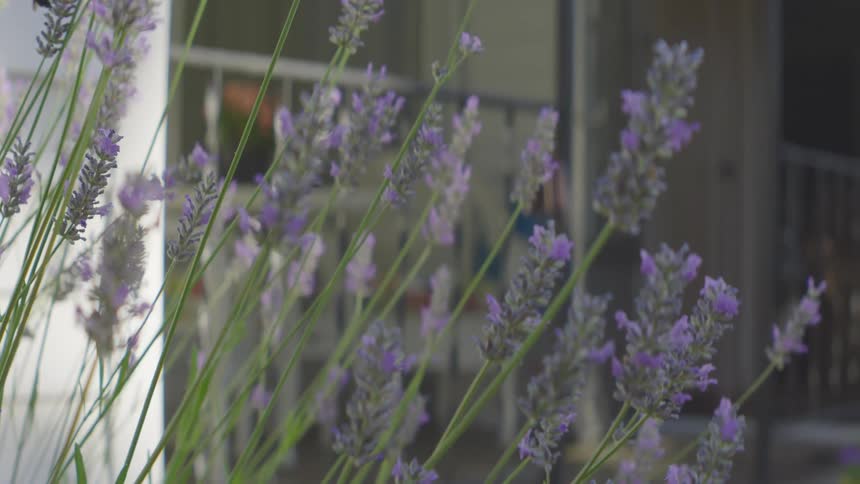 A closeup shot of a bee buzzing around and pollinating a cluster of lavender flowers with a blurry residential building and balcony in the background