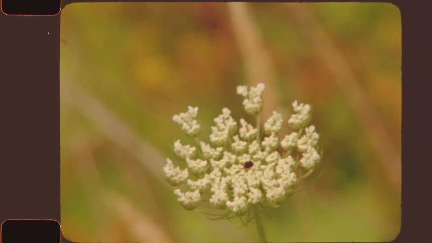 A cluster of small white flowers with a dark speck on it is in sharp focus in the center of the frame against a blurry green and yellow background
