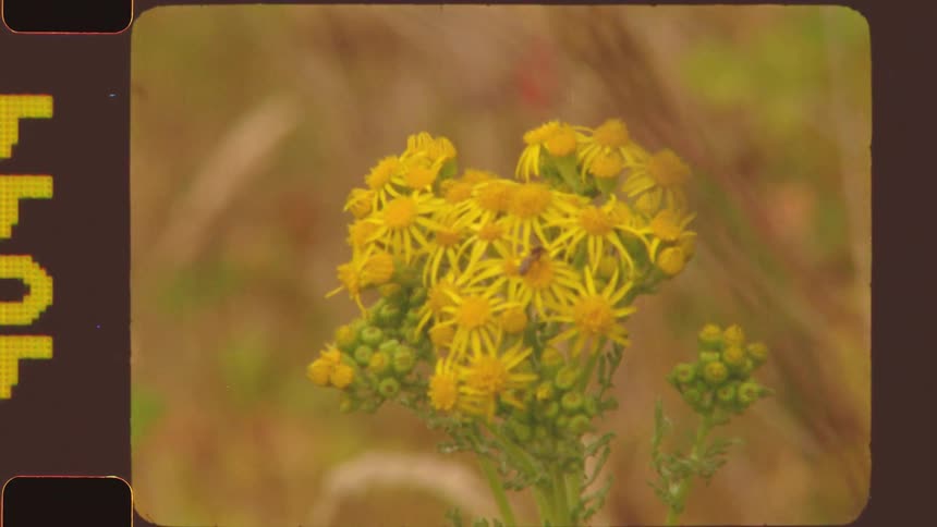 A cluster of small yellow wildflowers with a tiny fly on it is in sharp focus in the center of the frame against a blurry background of dried grass