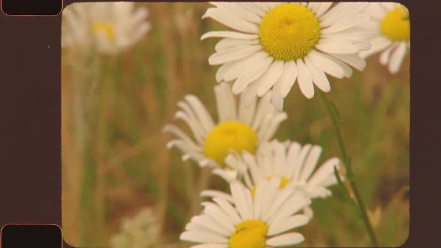 Daisy flowers in a field