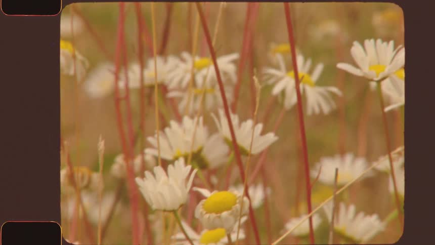 Daisy flowers in a field