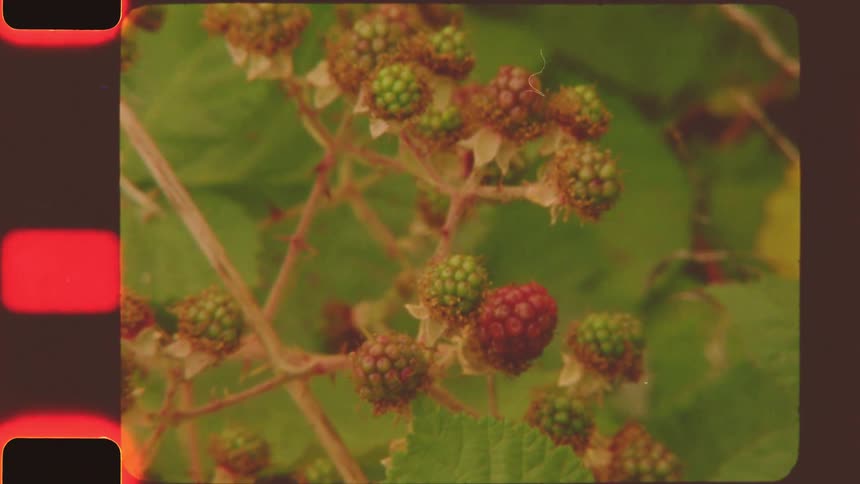 Blackberries at different stages of ripening on a bush