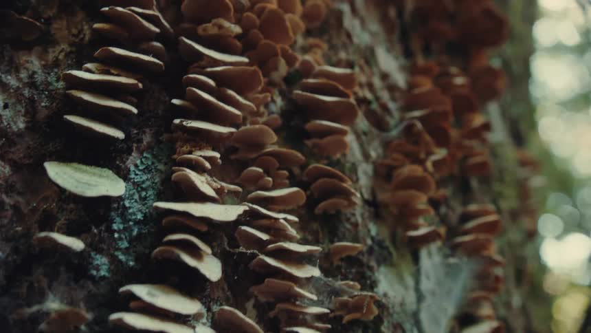 Closeup of a trunk with fungi