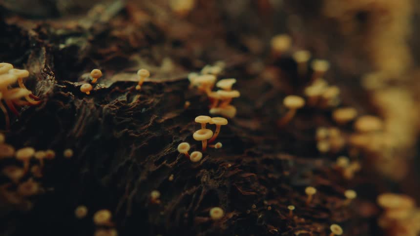 The video shows two lines of small mushrooms growing on a dark rough surface the first line is on the top of the surface with several mushrooms growing in a diagonal line from left to right the second line is on the lower portion of the surface with