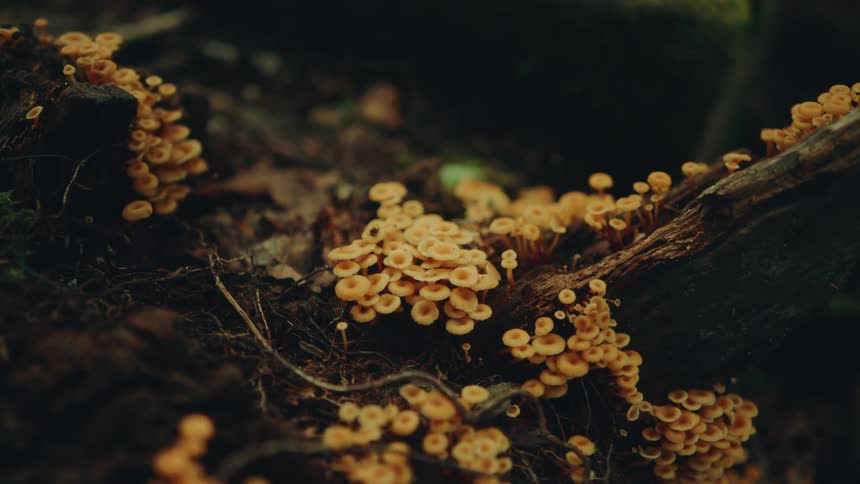 Mushrooms are all over the tree