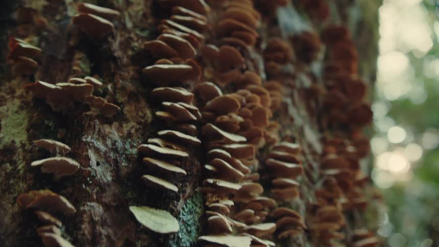 The video shows two lines of mushrooms growing on a tree trunk the first line is a horizontal row of mushrooms on the upper left side of the screen the second line is a more vertical row of mushrooms on the lower right and it appears to be longer and m